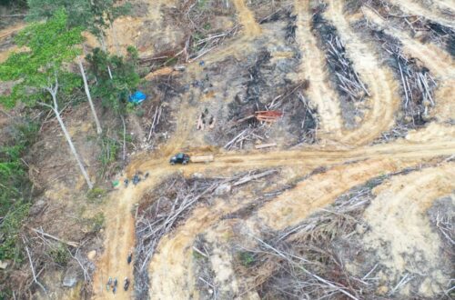 Menguras Hutan, Mengabaikan Kerendahan Hati Epistemik: Ironi Pembangunan Indonesia