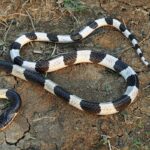 Kewirausahaan Ekstrem: Wanita di China Kelola 60.000 Ular Berbisa dengan Omzet Miliaran Rupiah